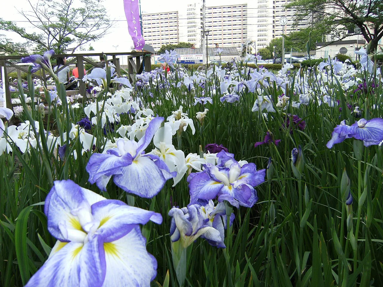 Purple Japanese irises flowering beside the water in Yokojukken-gawa Shinsui Park