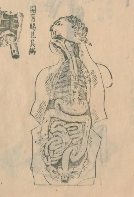 An anatomical illustration from the eighteenth-century Japanese medical work Kaitai Shinsho